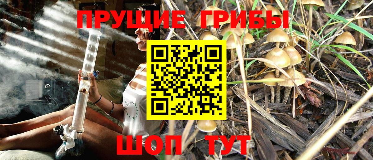 Псилоцибиновые грибы Cubensis Волжский